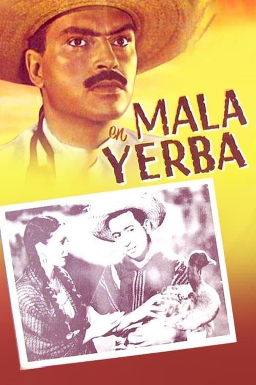 Mala yerba