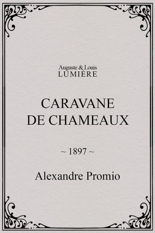 Caravane de chameaux