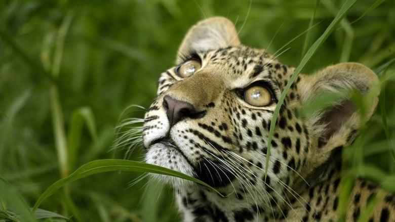 Eye of the Leopard