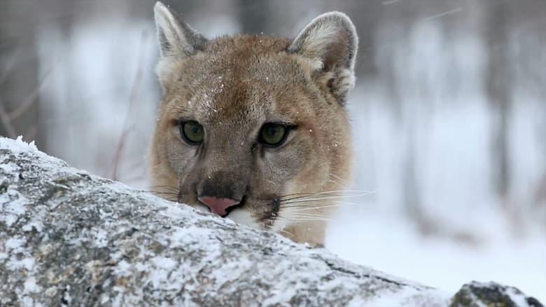 Cougar: On the Trail of the Ghost Cat