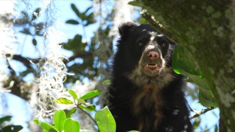 La vie secrète de l’ours à lunettes